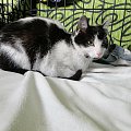 Koty do adopcji #adopcja #adopcje #Gliwice #kocięta #kot #kotki #koty #pomoc #przygarnę #schronisko #zaadoptuję #zwierzęta