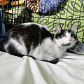 Koty do adopcji #adopcja #adopcje #Gliwice #kocięta #kot #kotki #koty #pomoc #przygarnę #schronisko #zaadoptuję #zwierzęta