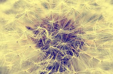 nigdy nikt nie zabroni nam marzyć ;D #dmuchawiec