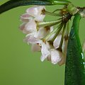 Hoya sheperdii