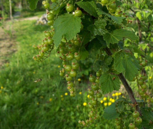 Zdjęcie konkursowe