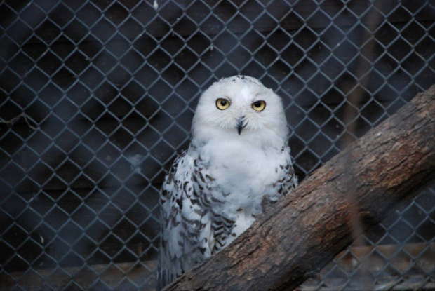 zoo kraków