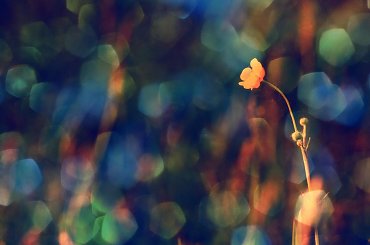 dyskotekowy... #bokeh #eksperyment #flora #kwiat #łąka