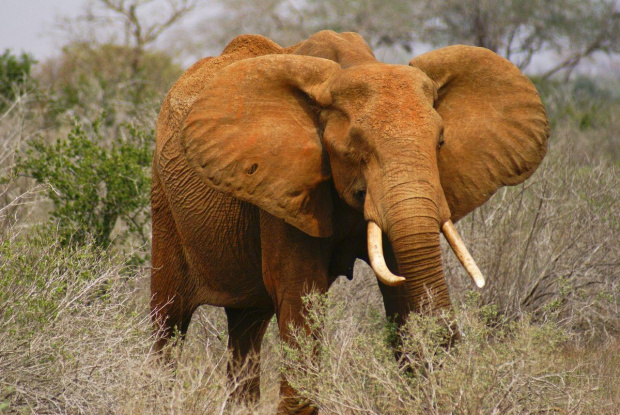 Tsavo East - czerwone słonie są pod całkowitą ochroną #Kenia