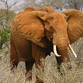Tsavo East - czerwone słonie są pod całkowitą ochroną #Kenia
