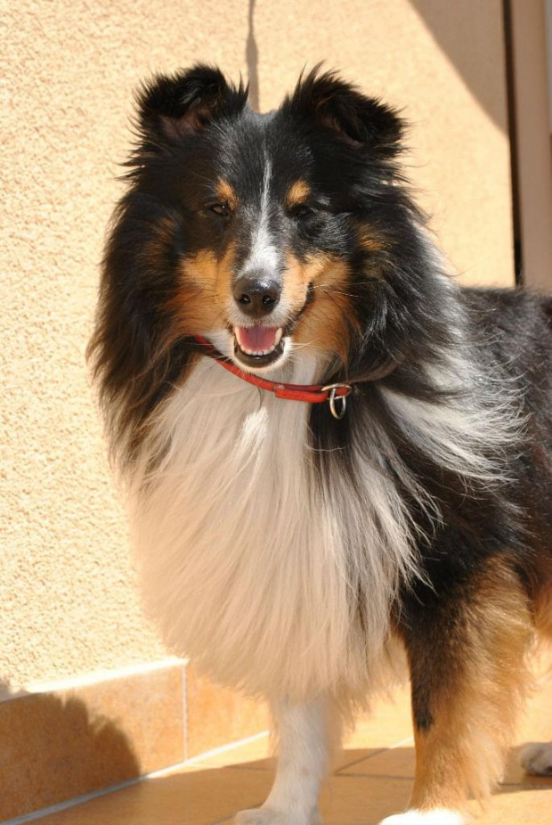 Sheltie