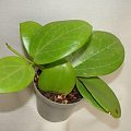 Hoya verticillata green