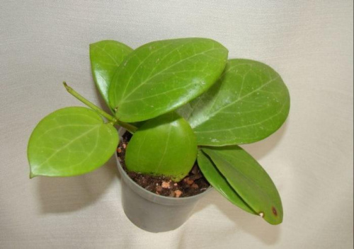 Hoya verticillata green