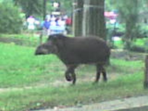 Pawełek w łódzkim Zoo