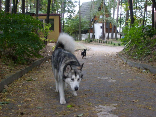 Masza #AlaskanMalamute #MaszaZHowerli #pies