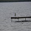 Czapla