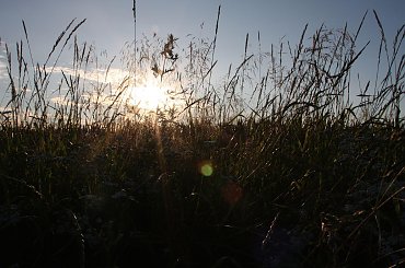 #Bralin #lato #łąki #kwiaty #zboże #owady