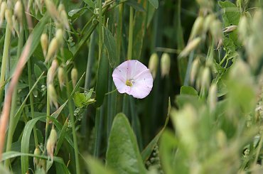 #Bralin #lato #łąki #kwiaty #zboże #owady