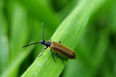 opancerzony i włochaty #owad #makro #chrząszcz