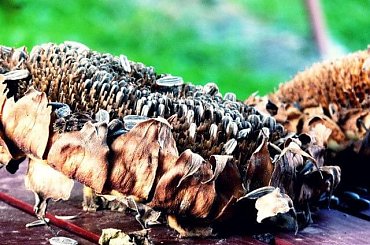 Słonecznik #słonecznik