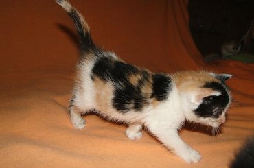 Koty do adopcji #koty #kot #adopcje #adoptuję #przygarnę #Gliwice #schronisko #zaadoptuję #szukam