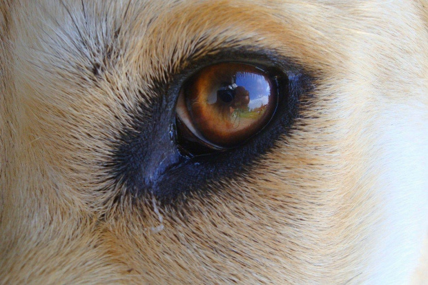 ślepie;D #oko #pies