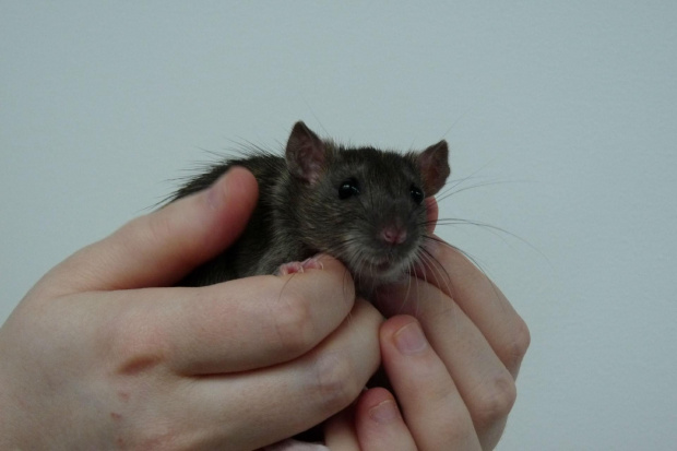 szczury z Łodzi #rat #rats #szczur #szczury