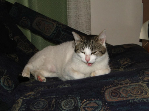 Koty do adopcji #koty #kot #adopcje #adoptuję #przygarnę #Gliwice #schronisko #zaadoptuję #szukam