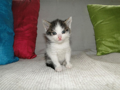Koty do adopcji #koty #kot #adopcje #adoptuję #przygarnę #Gliwice #schronisko #zaadoptuję #szukam