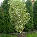 CALAMONDYNA VARIEGATA