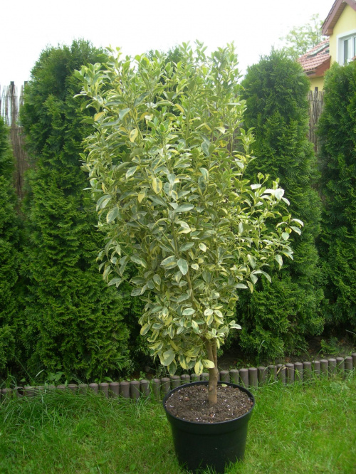 CALAMONDYNA VARIEGATA