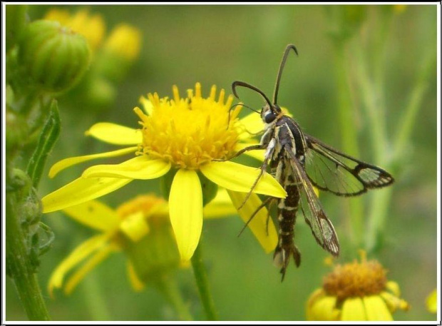 Pyropteron trannuliformis (Frayer , 1843) . Miejsce : obok torów kolejowych . Miejscowość : Piaski Wielkopolskie .