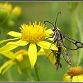 Pyropteron trannuliformis (Frayer , 1843) . Miejsce : obok torów kolejowych . Miejscowość : Piaski Wielkopolskie .