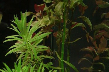 moje akwa... #akwarium #krewetki #helena