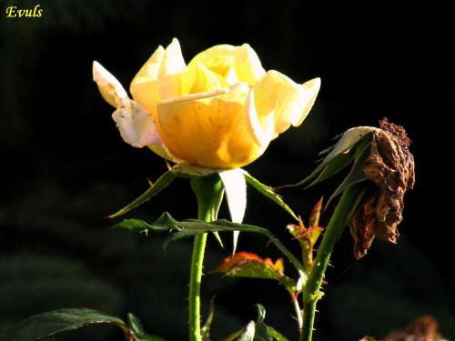 Żywa i martwa #kwiaty #róże