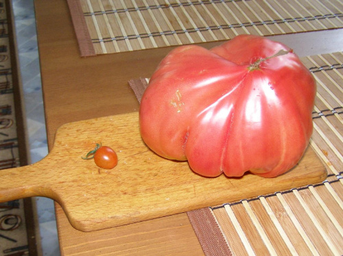 Pomidorki z naszego ogrodu.
Prawy :odm. bawole serce waga 1,07 kg
Lewy :odm. koktajlowy waga nieistotna.