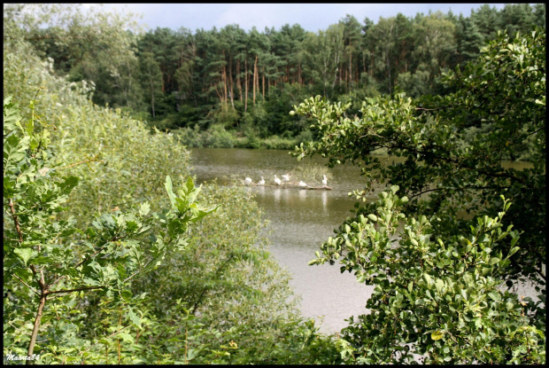 c.d. poznańskiego zoo