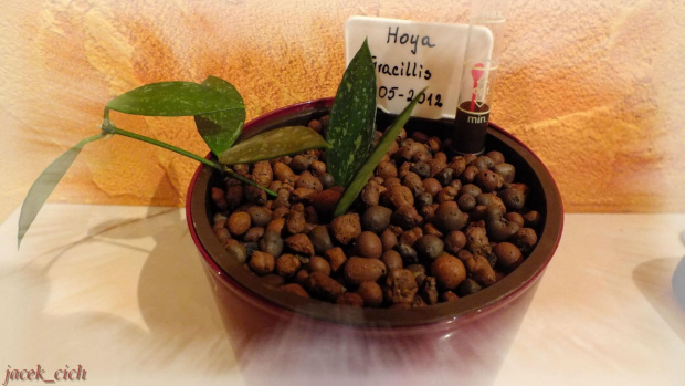 Hoya Gracillis w hydroponice #hoya