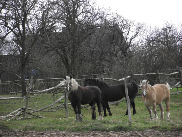 prawie wolne konie