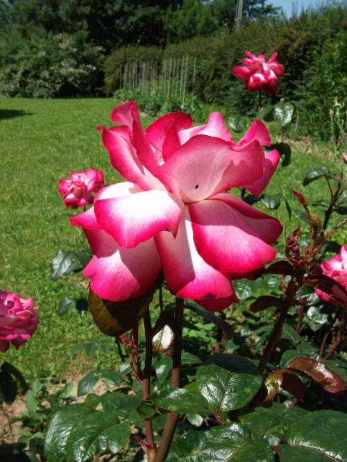 Piękną różę Wam daję,pozdrawiając już letnio :)