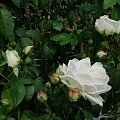 Ilse Krohn Superior #kwiaty #róże