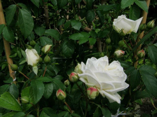 Ilse Krohn Superior #kwiaty #róże