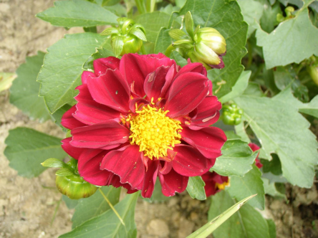 dalia 09r