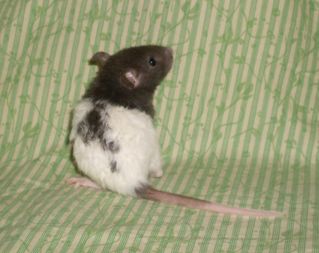 SZCZURY