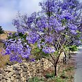 Cypr - Pafos.Kwitnące drzewo akacji.