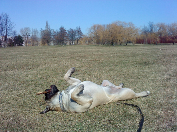 boerboel Shek Xanti Land Szejk #BoerboelShekXantiLandSzejkPolska