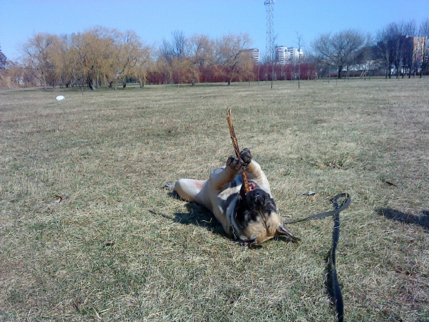 boerboel Shek Xanti Land Szejk #BoerboelShekXantiLandSzejkPolska