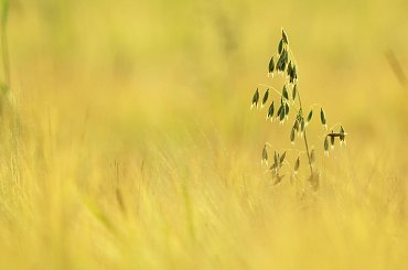 kolory lata... #owies #zboże #lato #trawa #natura
