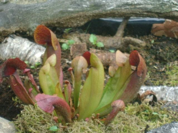 Sarracenia Swaniana