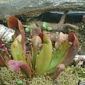 Sarracenia Swaniana