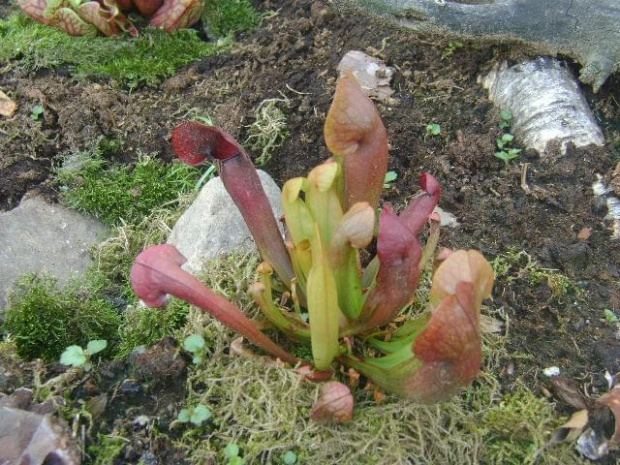 Sarracenia Swaniana