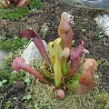 Sarracenia Swaniana