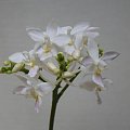 Phalaenopsis equestris alba