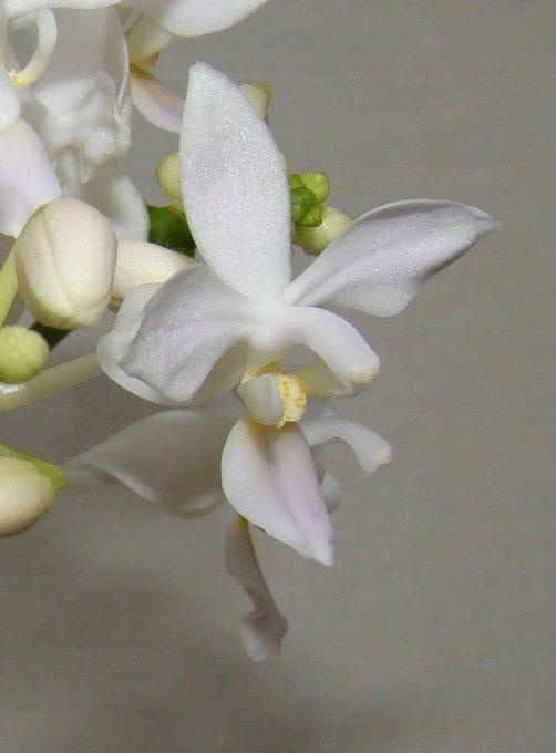 Phalaenopsis equestris alba