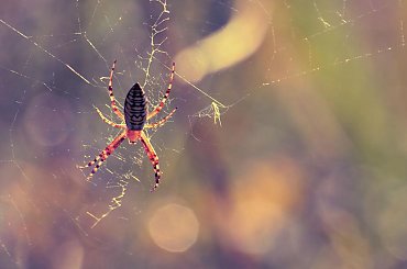 czekając na ofiarę #macro #pająk #tygrzyk